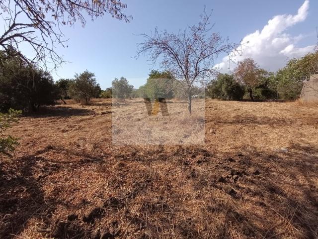 Armazém venda em São Brás De Alportel, Faro