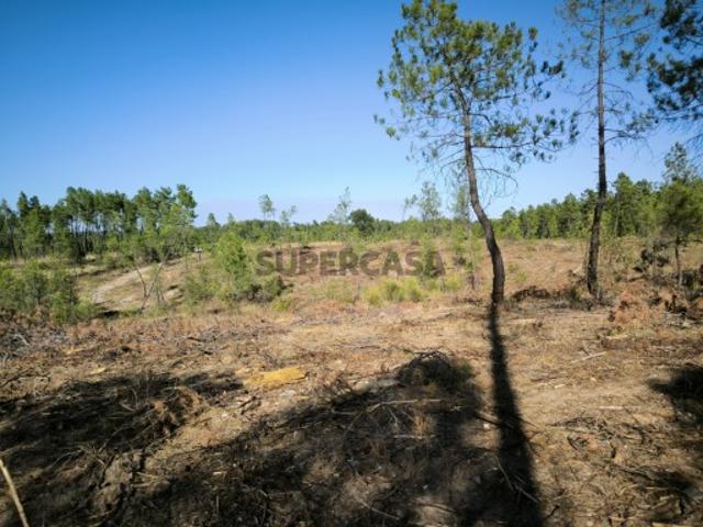Terreno venda em Castelo Branco
