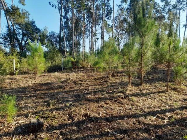 Terreno venda em Leiria