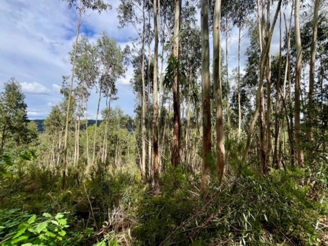 Terreno venda em Figueiró Dos Vinhos, Leiria