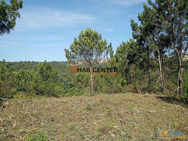 Terreno venda em Pederneira, Leiria