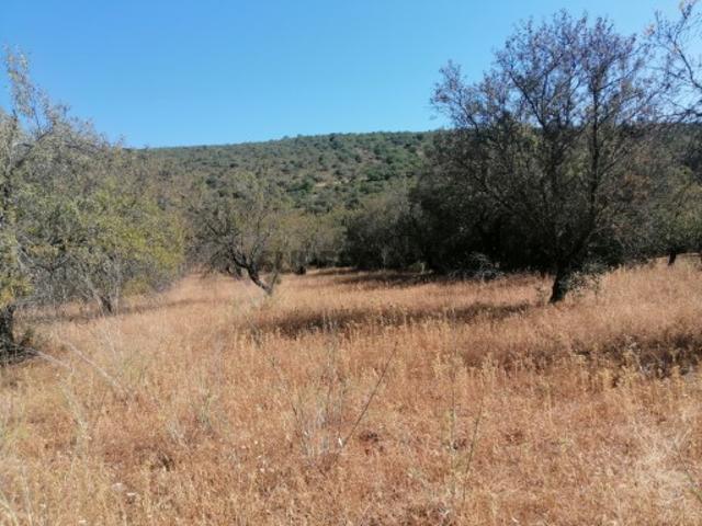 Terreno venda em Loulé, Faro