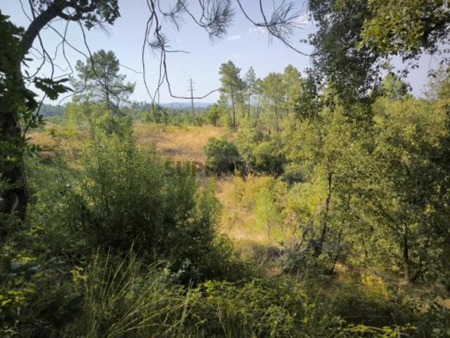 Terreno venda em Castelo Branco