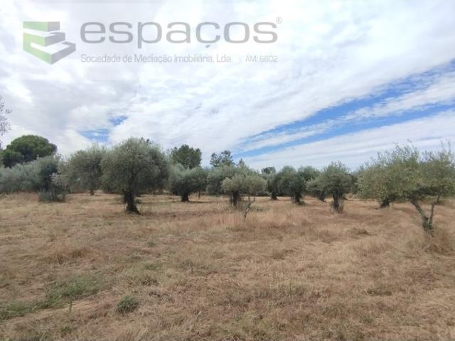 Terreno venda em Castelo Branco, Penamacor