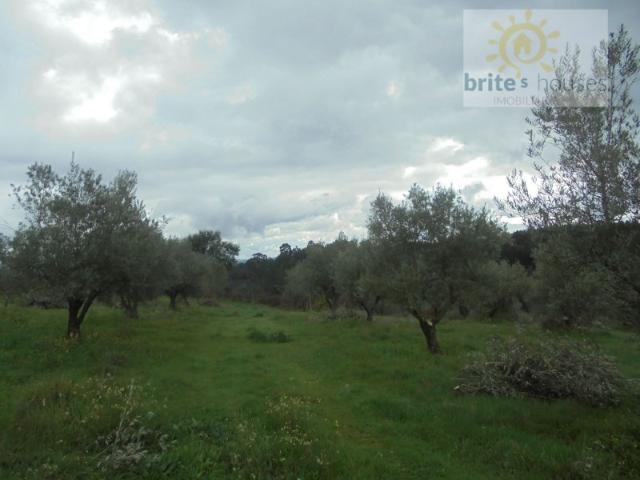 Terreno venda em Olalhas, Montes