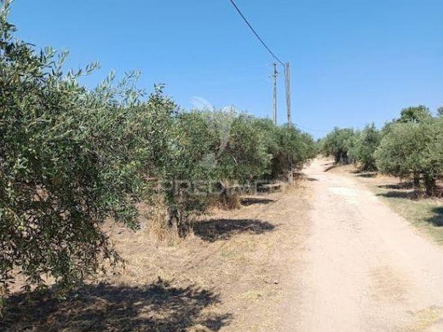 Terreno venda em Campo Maior, Portalegre