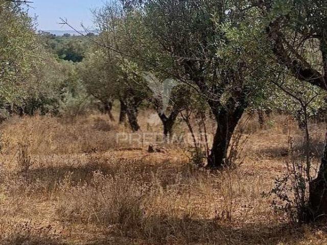 Terreno venda em Vila Viçosa, Évora