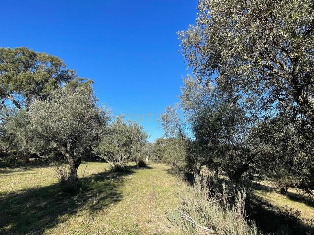 Terreno venda em Castelo Branco