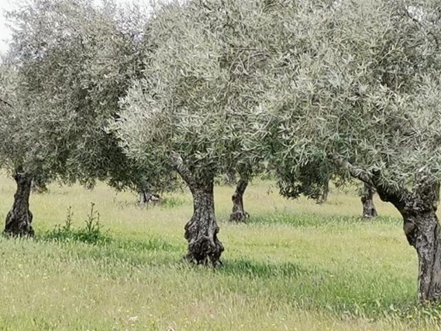 Terreno venda em Mogadouro, Bragança