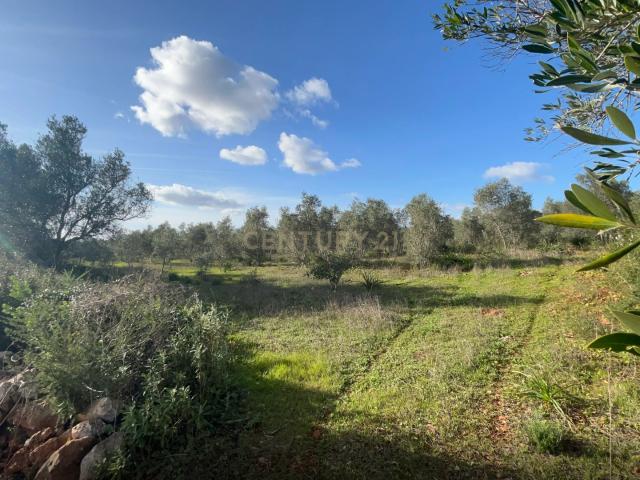 Terreno venda em Benaciate, São Bartolomeu De Messines