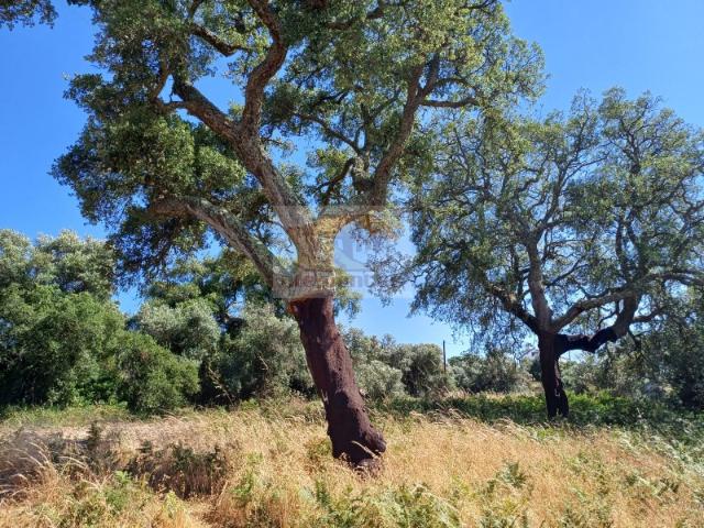 Terreno venda em Santiago Do Cacém, Setúbal