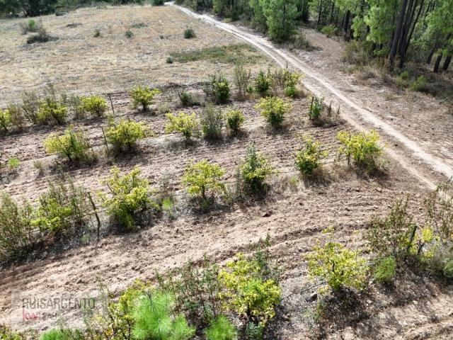 Terreno venda em Vale de Prazeres e Mata da Rainha, Fundão