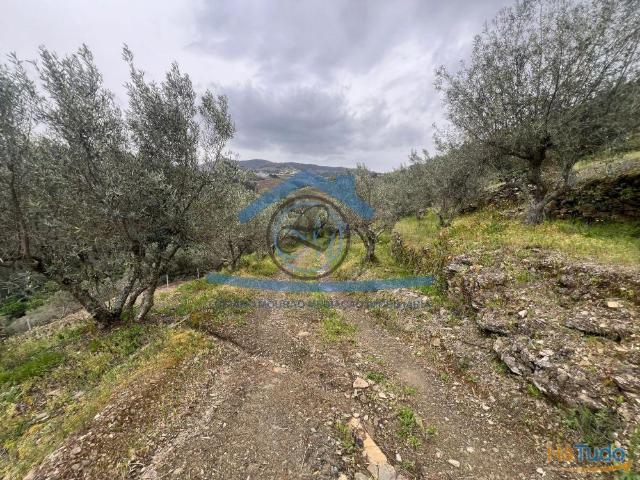 Terreno venda em Sabrosa, Vila Real