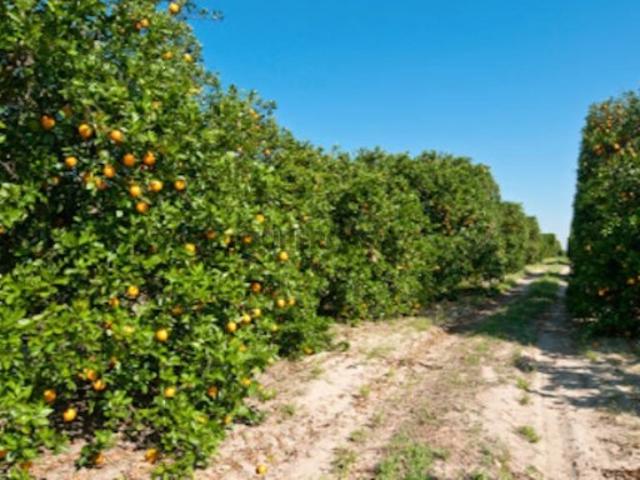 Terreno venda em Besouro, Faro