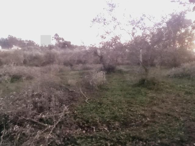 Terreno venda em Novos, Soure