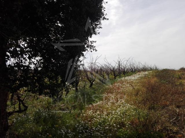 Terreno venda em Lourinhã, Lisboa