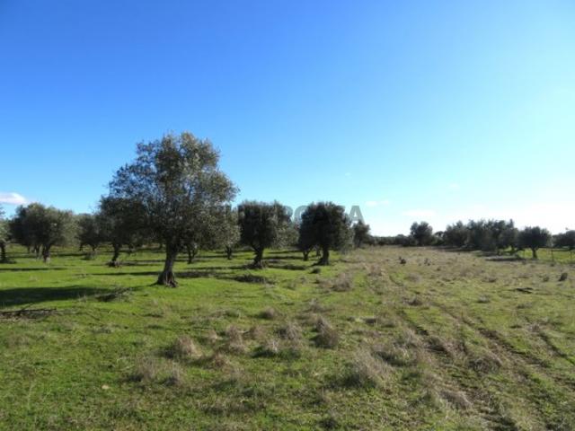 Terreno venda em Reguengos De Monsaraz, Évora