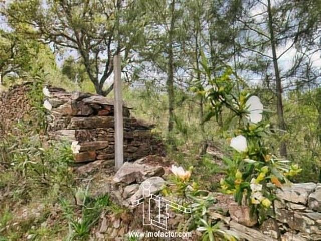 Terreno venda em Castelo Branco
