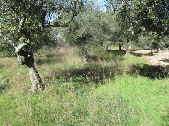 Quinta venda em Castelo Branco