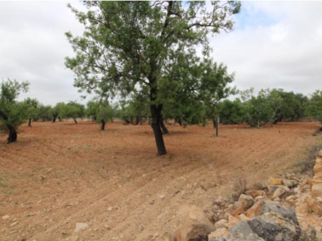 Terreno venda em Conceição e Estoi, Faro