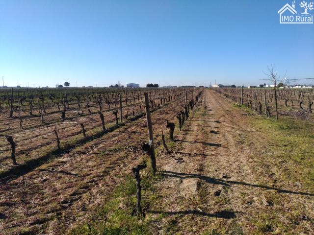 Terreno venda em Cortiçóis, Almeirim