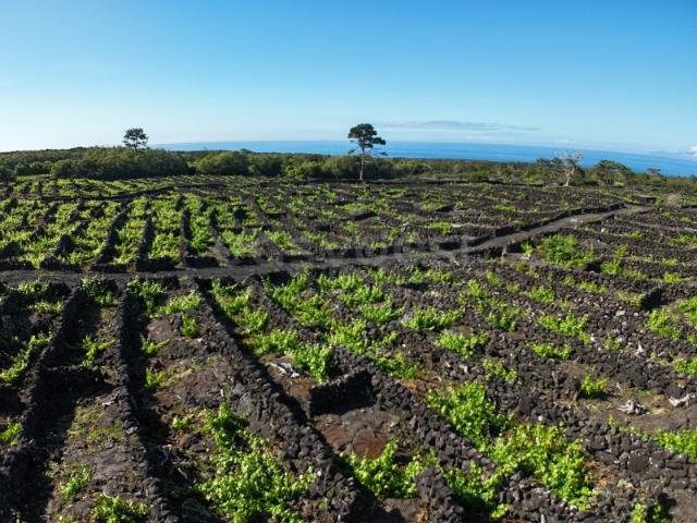 Terreno venda em Açores, Madalena