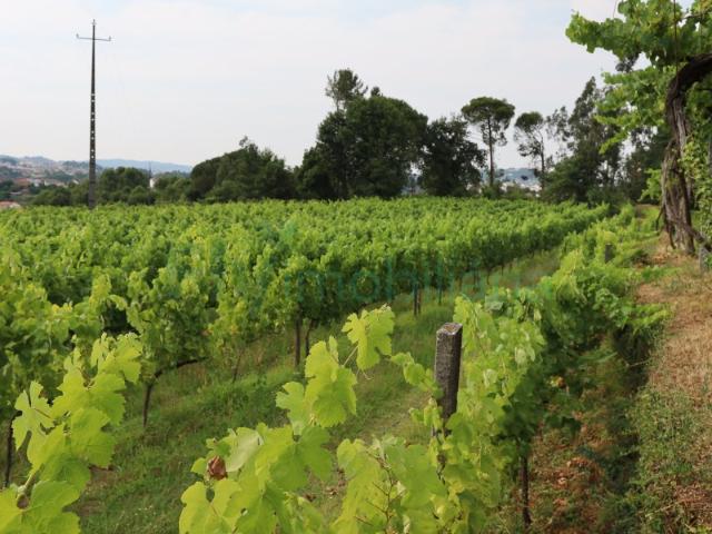 Terreno venda em Felgueiras, Refontoura