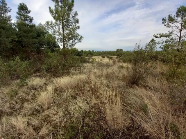 Terreno venda em Castelo Branco