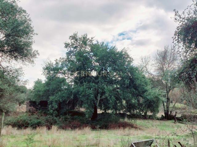 Terreno venda em Castelo Branco, Penamacor