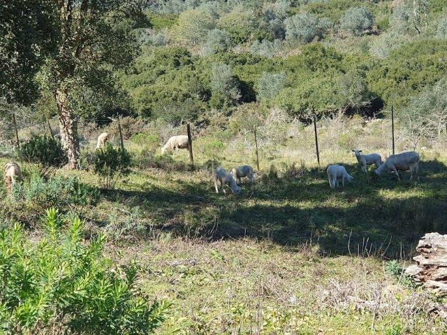 Terreno venda em Valhelhas, Guarda