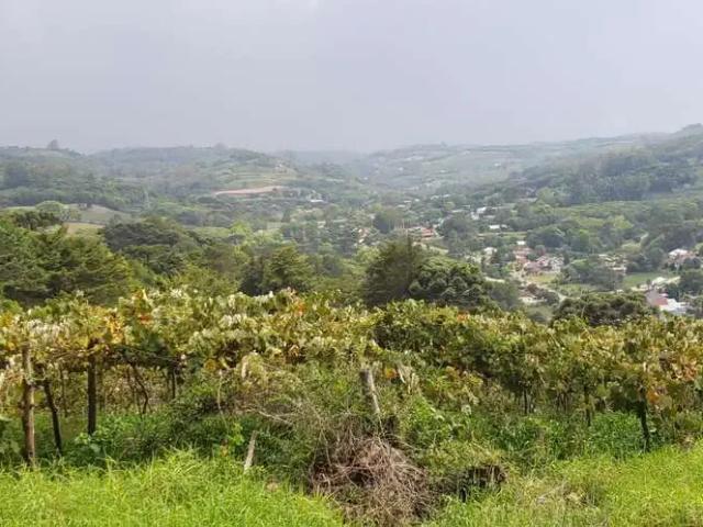 Terreno aluguel em Região Geográfica Imediata de Bento Gonçalves, Bento Gonçalves