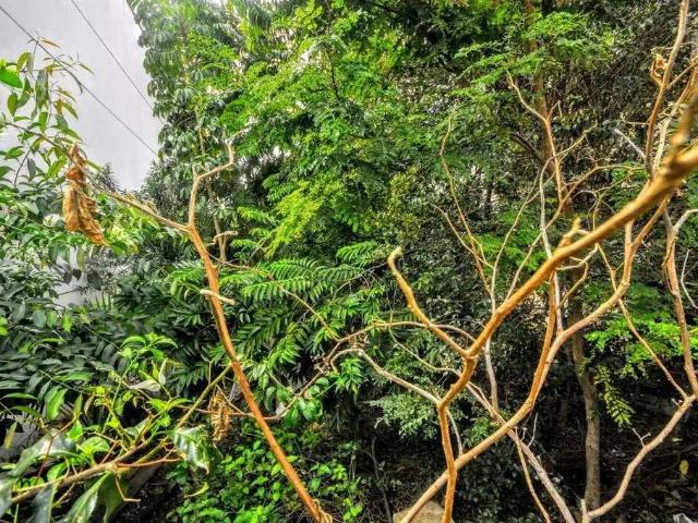 Terreno aluguel em Região Imediata de Campinas, Região Metropolitana de Campinas