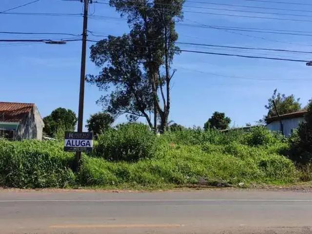 Terreno aluguel em Região Geográfica Imediata de Guarapuava, Guarapuava