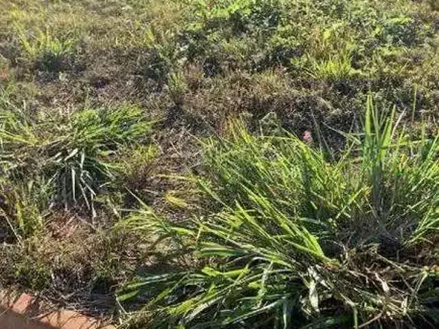 Terreno aluguel em Região Imediata de Limeira, Região Metropolitana de Piracicaba