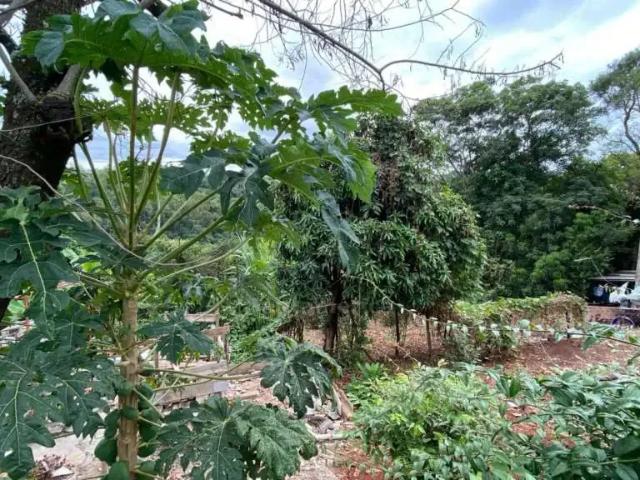 Terreno aluguel em Região Geográfica Imediata de Londrina, Londrina