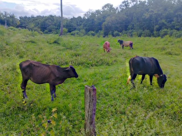 Terreno venda em Região Geográfica Imediata de Cachoeiro de Itapemirim, Cachoeiro de Itapemirim