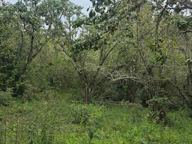 Terreno venda em Centro, Campo Alegre