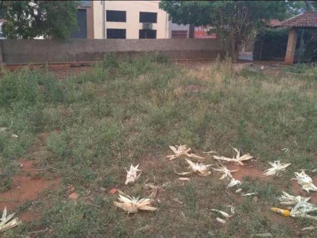 Terreno venda em Região Imediata de Mogi Guaçu, Itapira