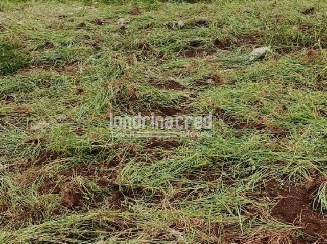 Terreno venda em Jataizinho, Região Geográfica Intermediária de Londrina