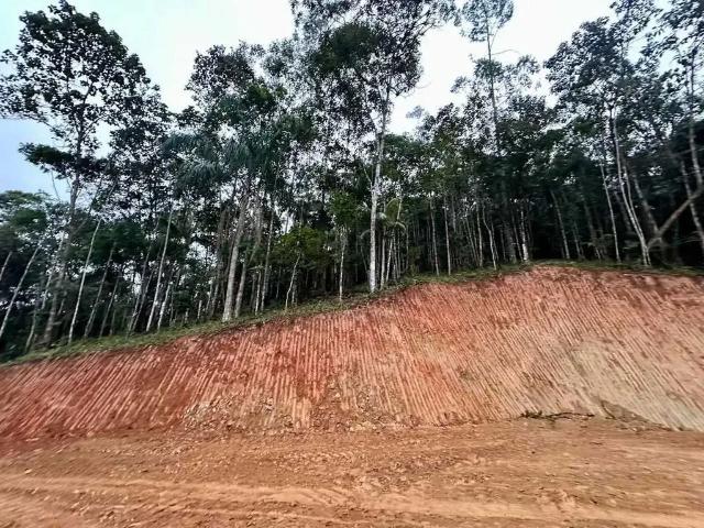 Terreno venda em Região Geográfica Imediata de Joinville, Massaranduba
