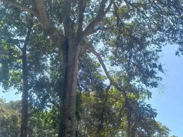 Terreno venda em Região Imediata de Fernandópolis, Mira Estrela