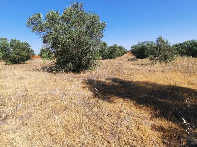 Quinta venda em Serpa, Beja