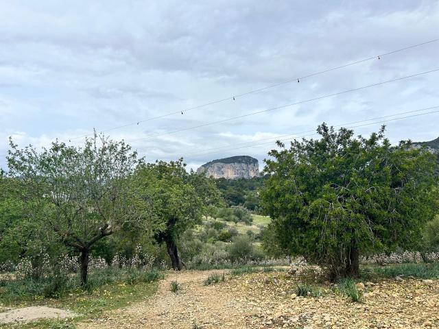 Terreno en venta en Alaró, es Pontarró Terreno en venta en Alaró, es Pontarró