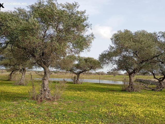 Local Comercial en venta en Montánchez, Extremadura