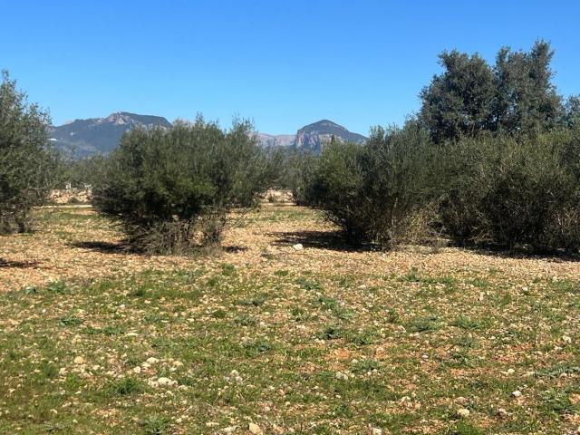 Terreno en venta en Raiguer, Baleares