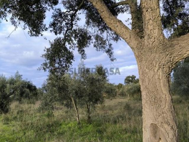 Terreno venda em Praia Do Ribatejo, Santarém