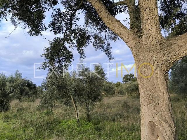 Terreno venda em Praia Do Ribatejo, Santarém