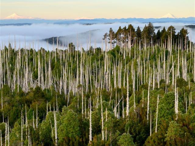 Terreno Construccion en Venta en Oportunidad Ultima parcela Venta en Verde Parcelación Agricola San Clemente