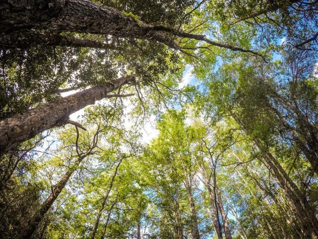 Terreno Construccion en Venta en Oportunidad Ultima parcela Venta en Verde Parcelación Agricola San Clemente