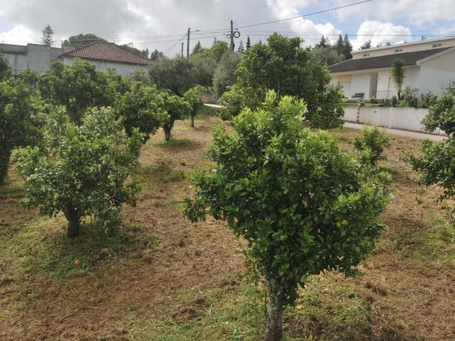 Terreno venda em Torres Novas, Santarém